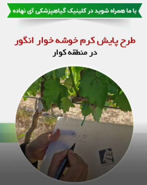 طرح پایش کرم خوشه خوار انگور در منطقه کوار